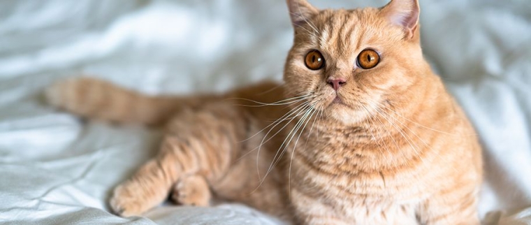 chat munchkin